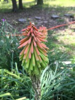 Kniphofia hirsuta Fire Dance Poker Plant, Fire Dance, #1