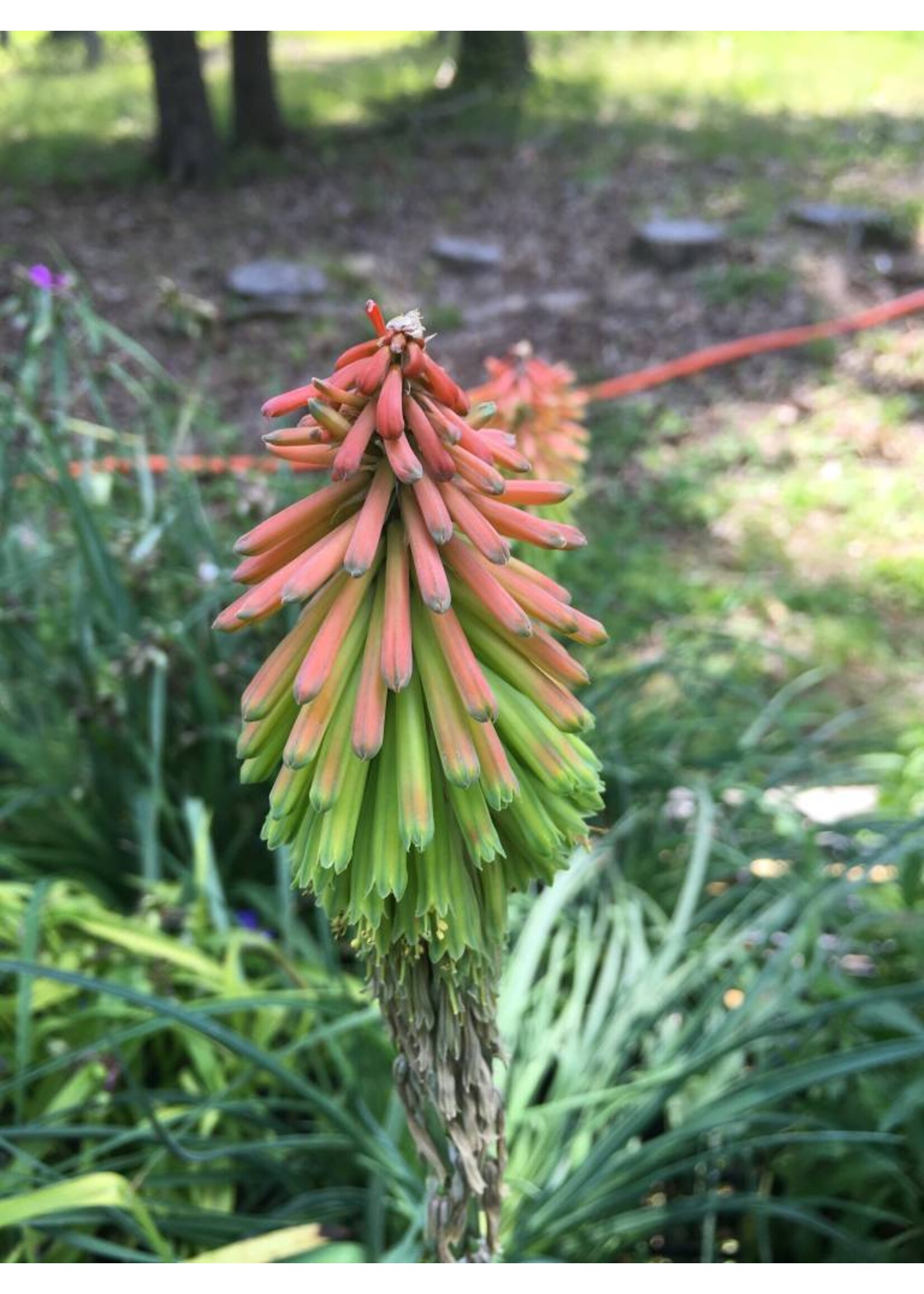 Kniphofia hirsuta Fire Dance Poker Plant, Fire Dance, #1