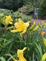 Hemerocallis Happy Returns Daylily, Happy Returns, #1