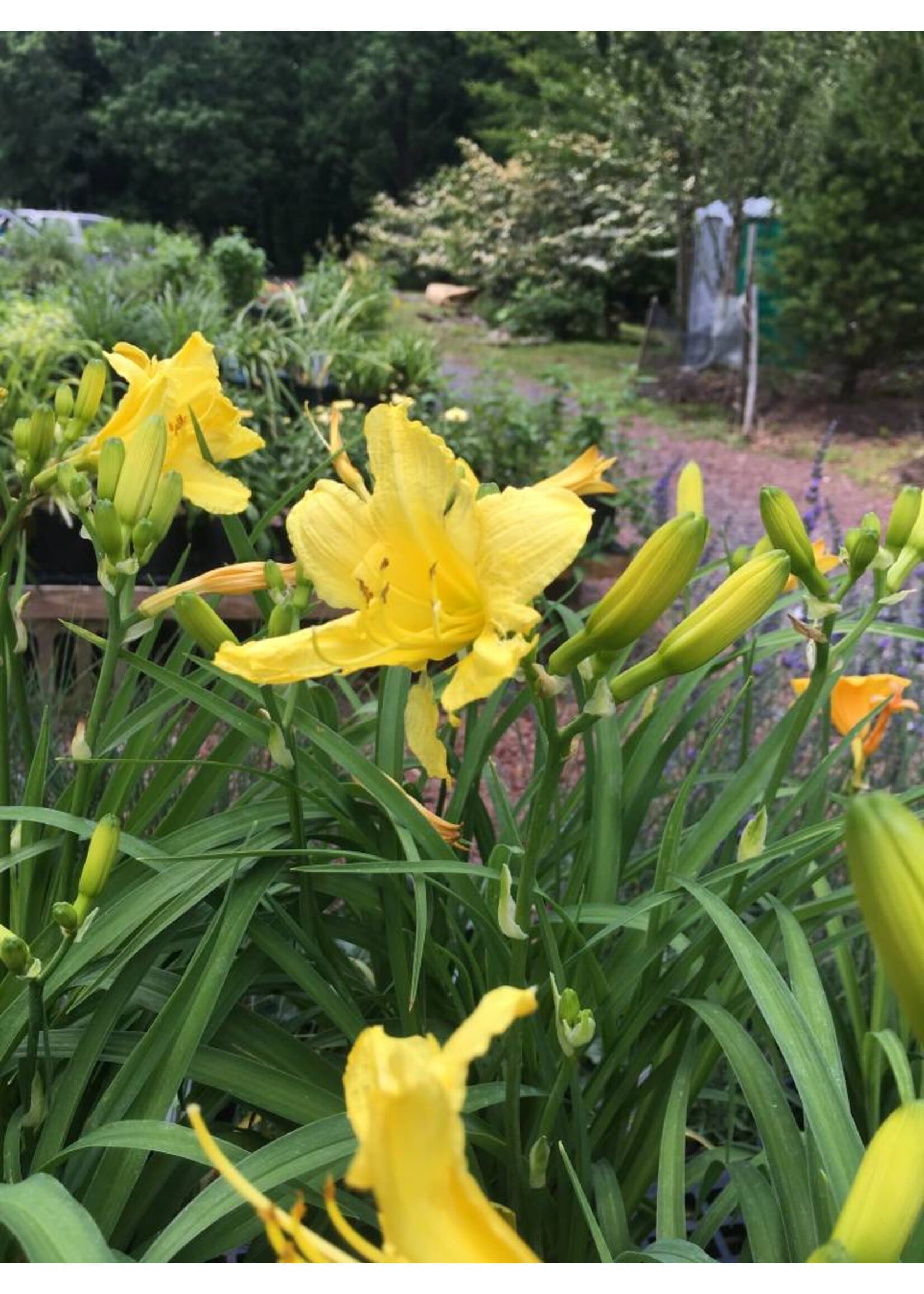 Hemerocallis Happy Returns Daylily, Happy Returns, #1
