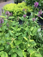 Perennial Plant of the Year Stachys Hummelo Lamb's Ear, Hummelo, #1