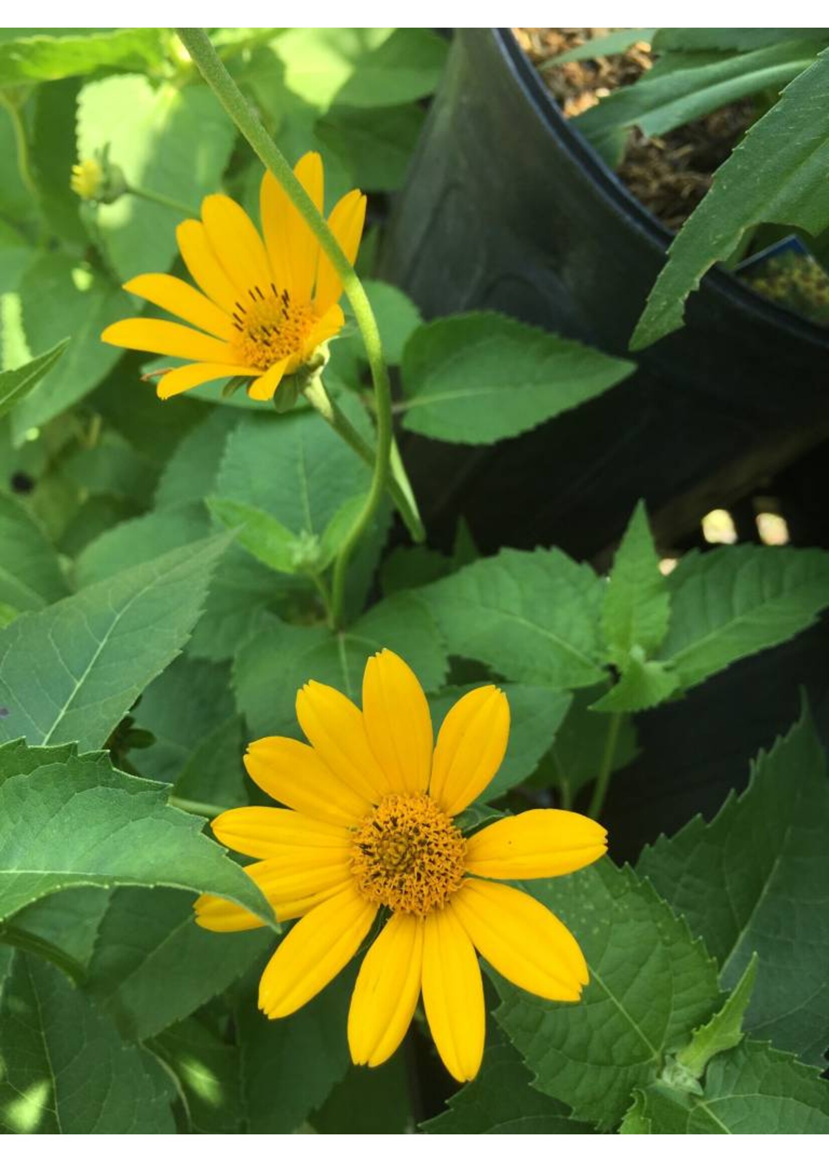 Heliopsis helianthoides, False Sunflower #1 container