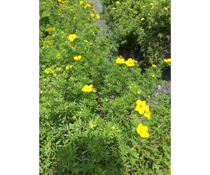 Potentilla 'Goldfinger' | Shrubby Cinquefoil 3L pot