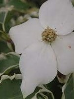 Cornus kousa Samaritan Dogwood - Kousa, Samaritan, #7