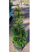 Chamaecyparis ob. Wells Special False Cypress, Well's Special Hinoki, #3
