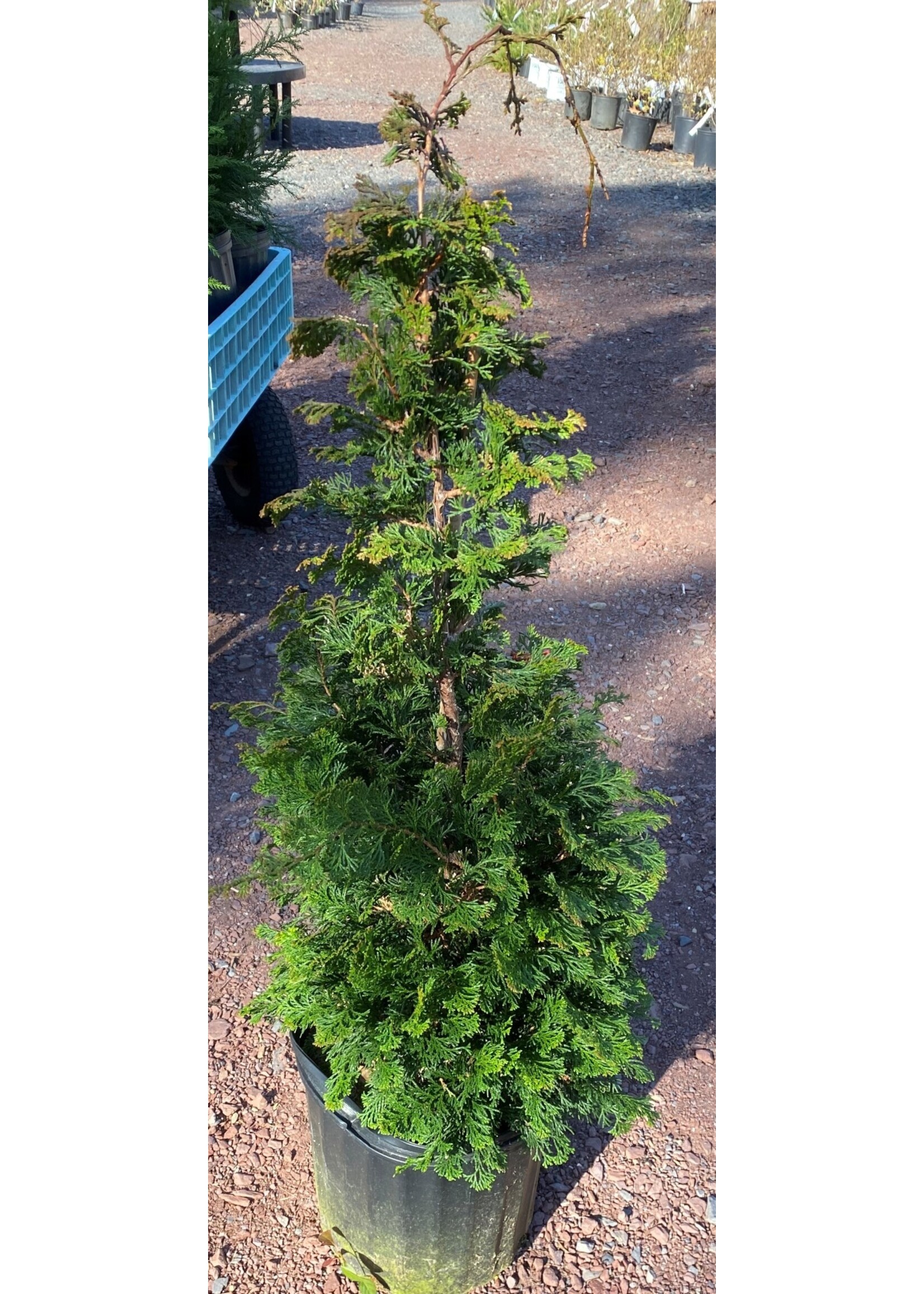 Chamaecyparis ob. Wells Special False Cypress, Well's Special Hinoki, #3