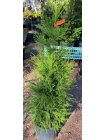 Cryptomeria jap. Yoshino Cedar - Japanese, Yoshino, #3