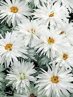 Leucanthemum Crazy Daisy Daisy - Shasta, Crazy Daisy, #1