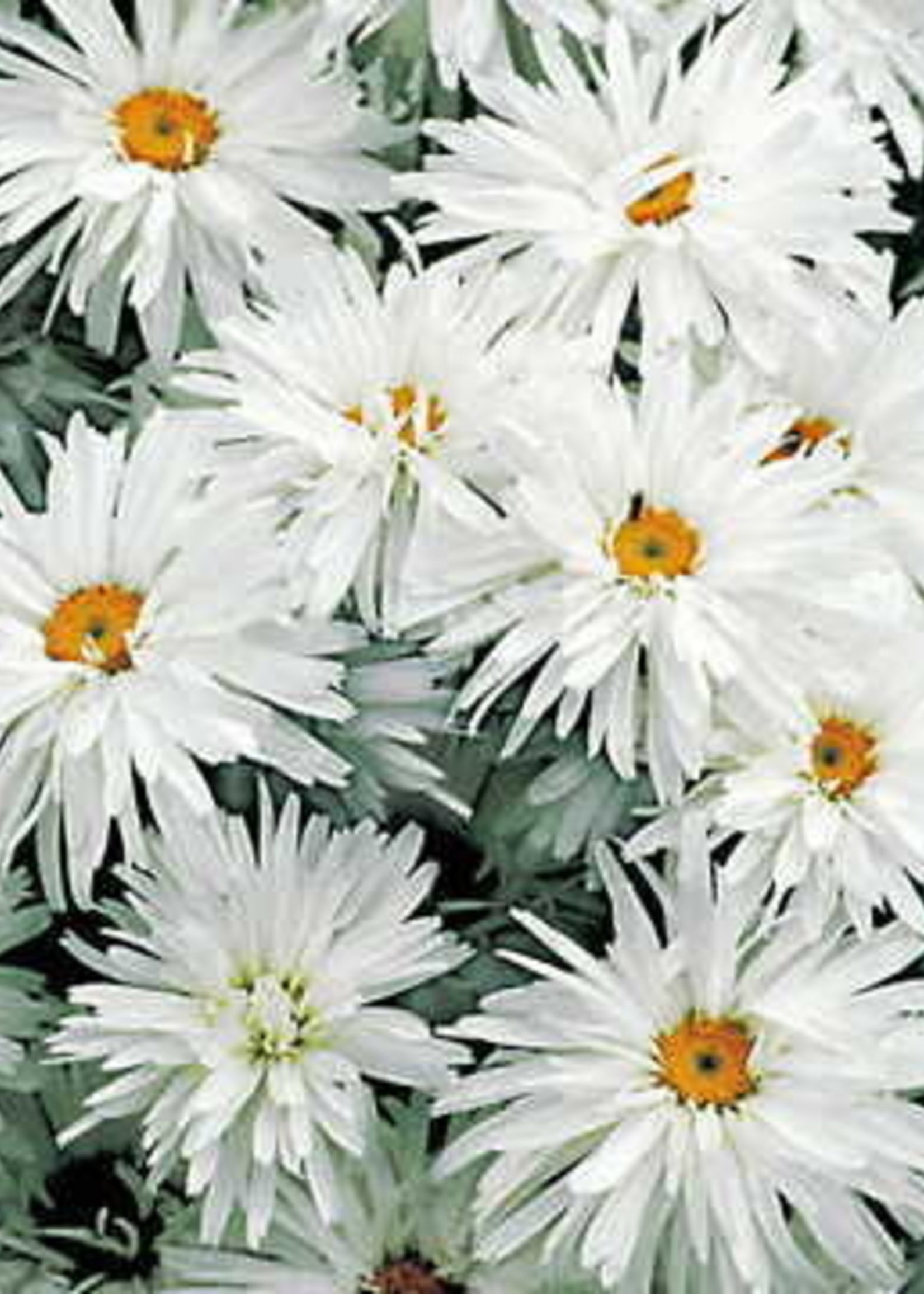 Leucanthemum Crazy Daisy Daisy - Shasta, Crazy Daisy, #1