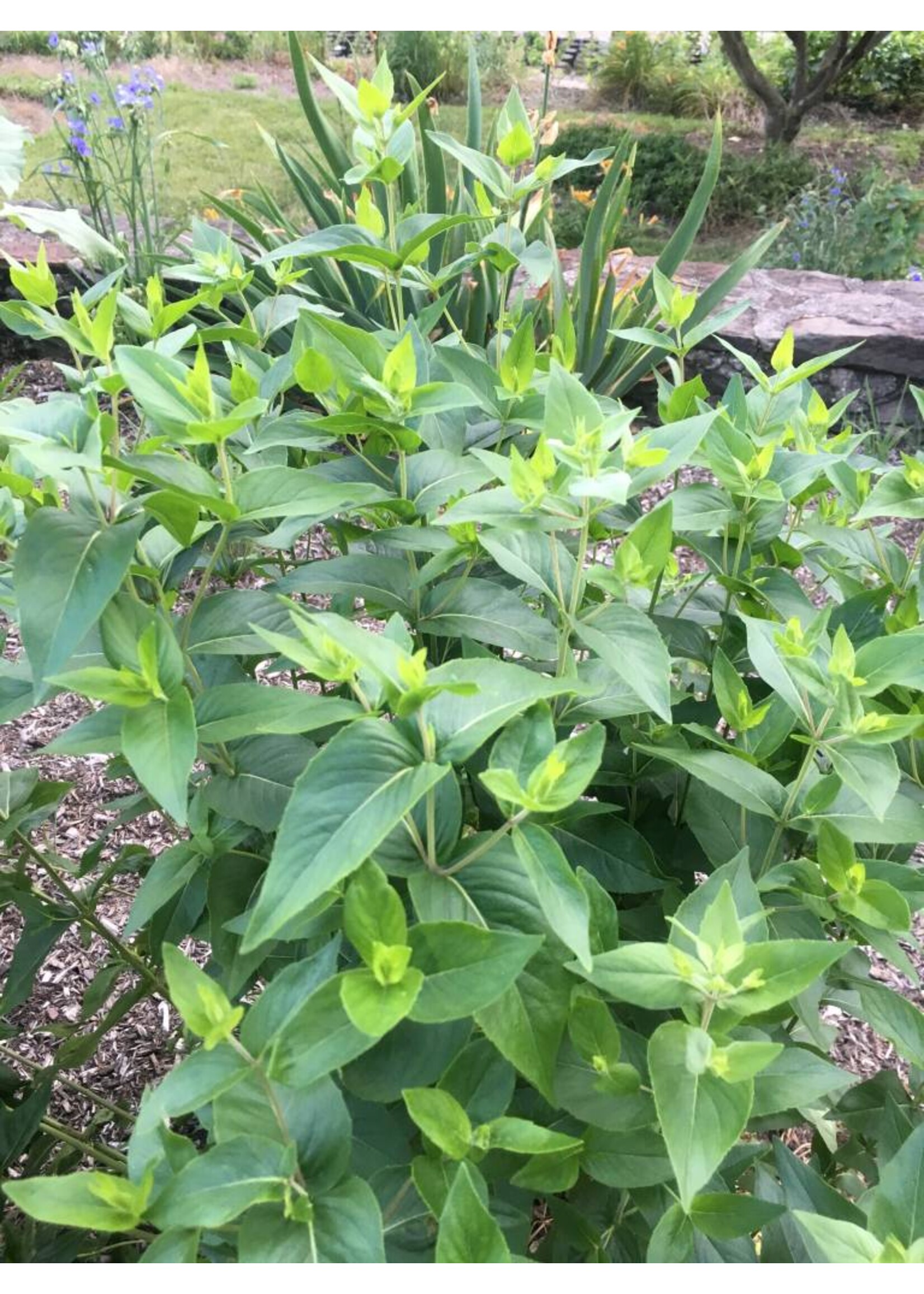 Pycnanthemum muticum Mountain Mint, Short-toothed #1