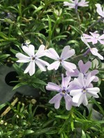 Spring Bloom Phlox sub. Emerald Blue,  Creeping/Moss Phlox