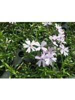 Phlox sub. Emerald Blue,  Creeping/Moss Phlox