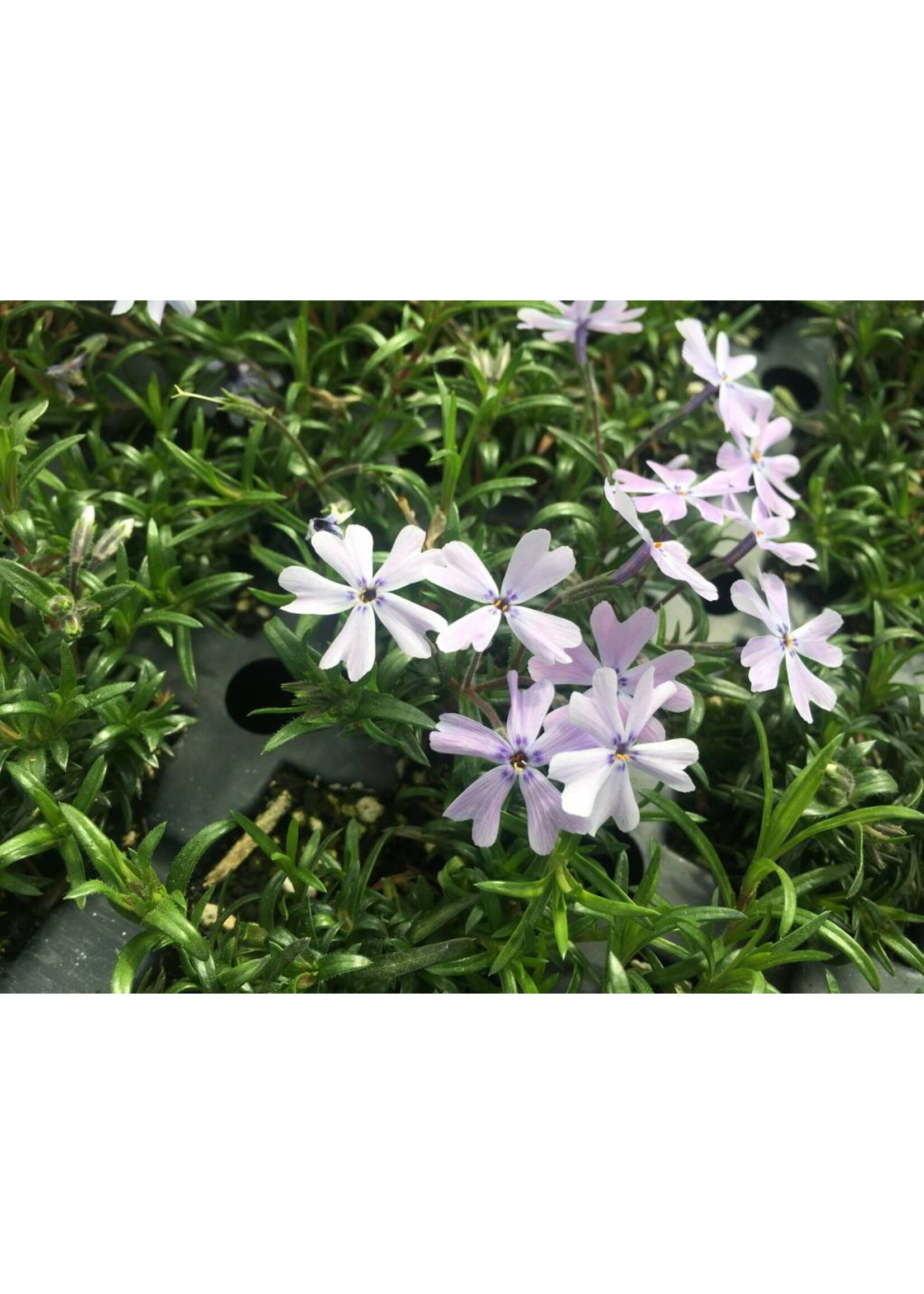 Phlox sub. Emerald Blue,  Creeping/Moss Phlox