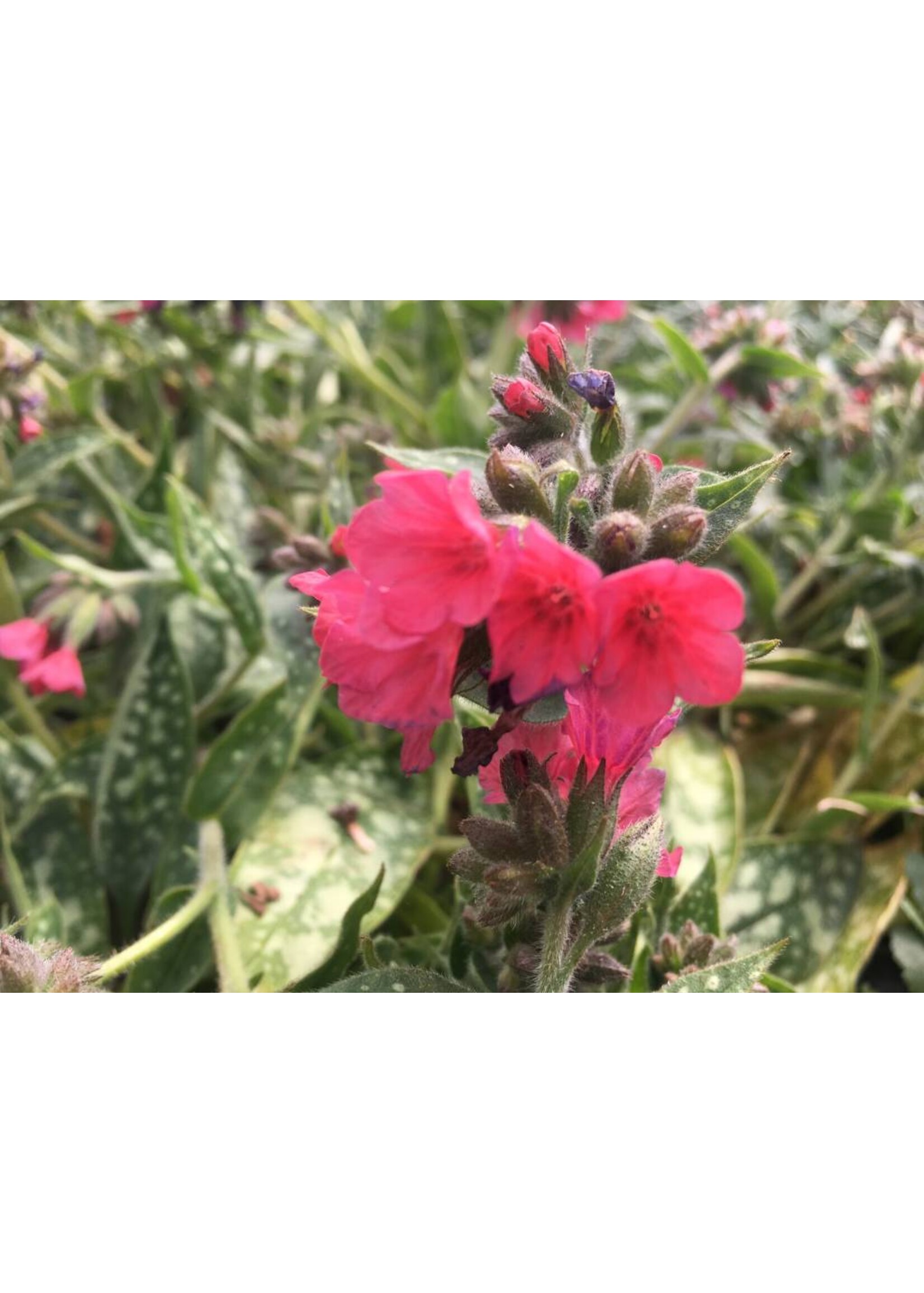 Pulmonaria Raspberry Splash, Lungwort  #1 container