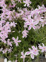 Spring Bloom Phlox sub. Candy Stripe Phlox - Creeping/Moss Phlox