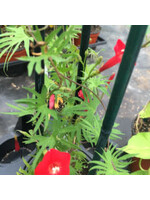 Ipomoea quamoclit, Cardinal Vine, Cypress vine