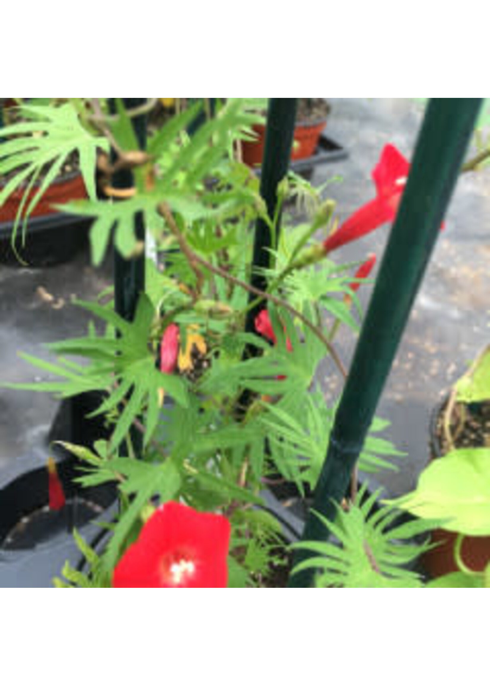 Ipomoea quamoclit, Cardinal Vine, Cypress vine