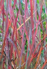 Schizachyrium scoparium Standing Ovation - Behmerwald Nursery