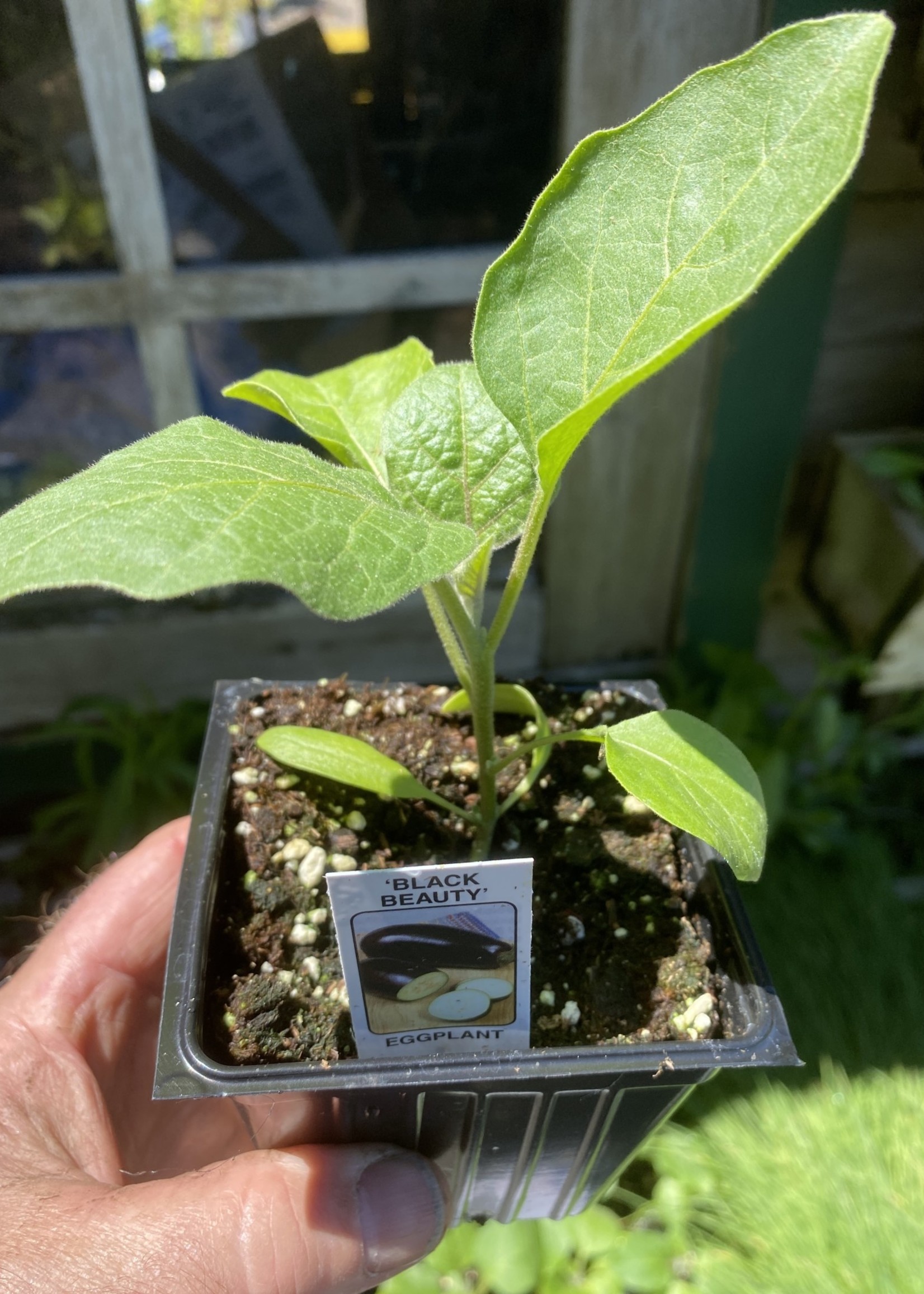Aubergine Black Beauty, Eggplant- Vegetable, 4" pot