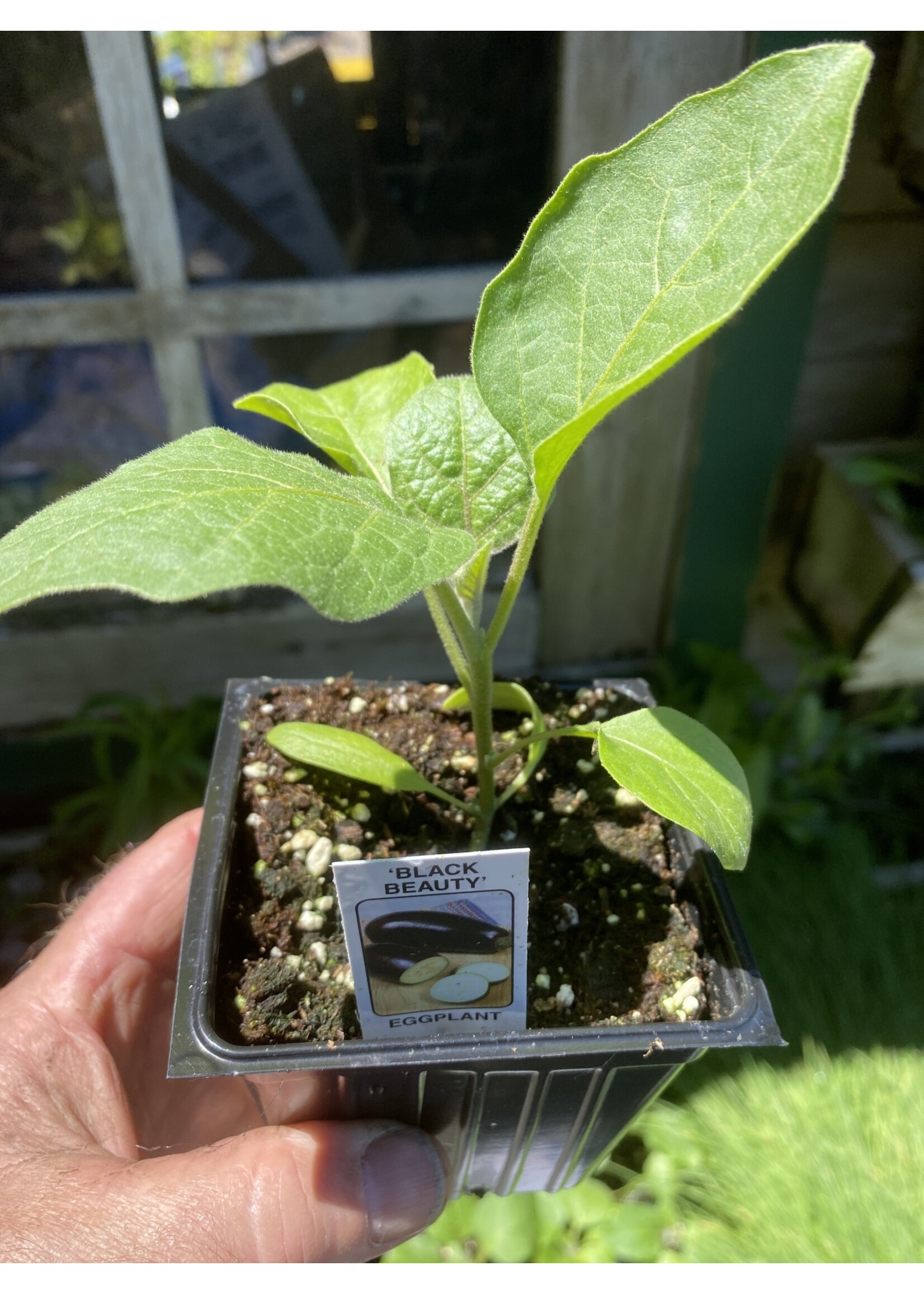 Aubergine Black Beauty, Eggplant- Vegetable, 4" pot