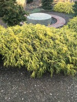 Chamaecyparis pis. F. Aurea False Cypress, Mops Goldthread, #3