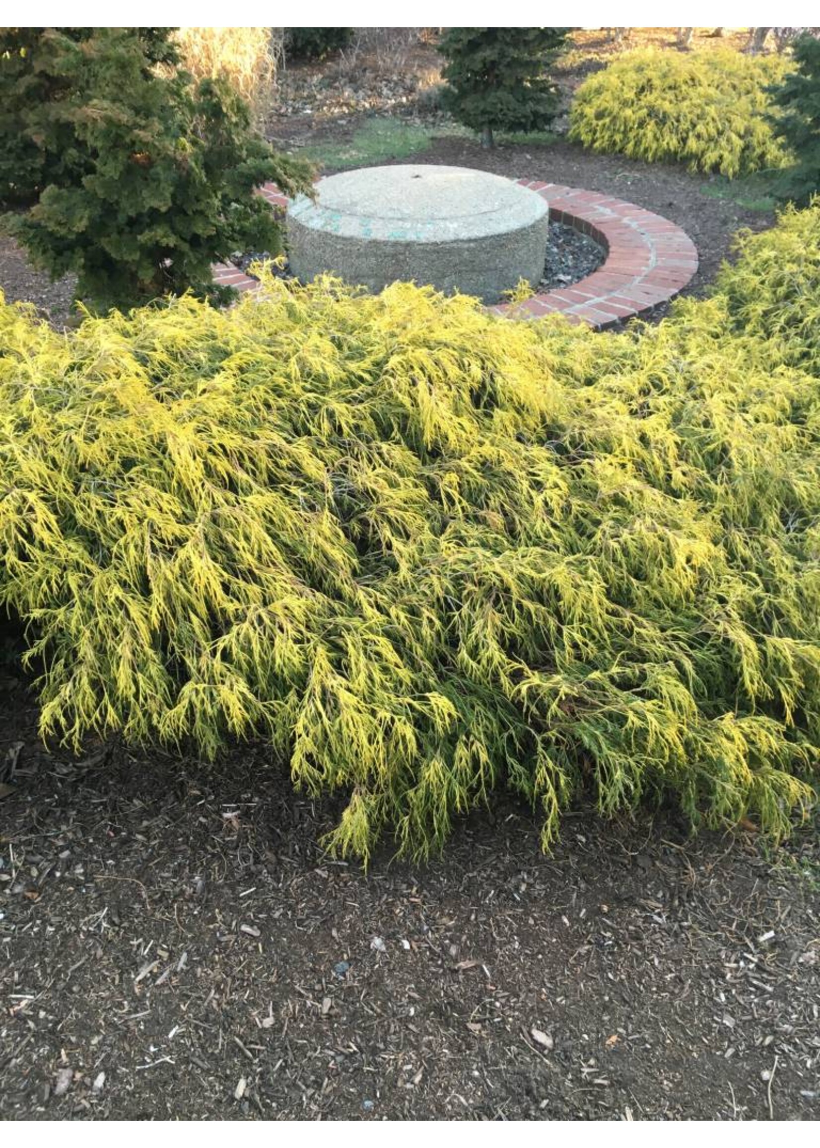 Chamaecyparis pis. F. Aurea False Cypress, Mops Goldthread, #3