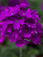 Verbena, Lanai purple, 4.5" pot