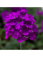 Verbena, annual varieties assorted colors, 4.5" pot