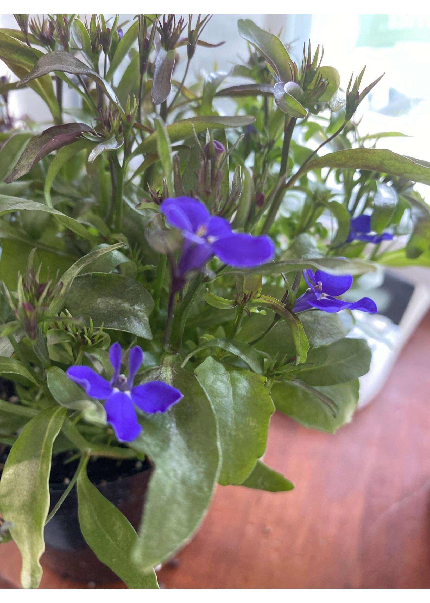 Lobelia, Annual varieties  assorted 4.5"
