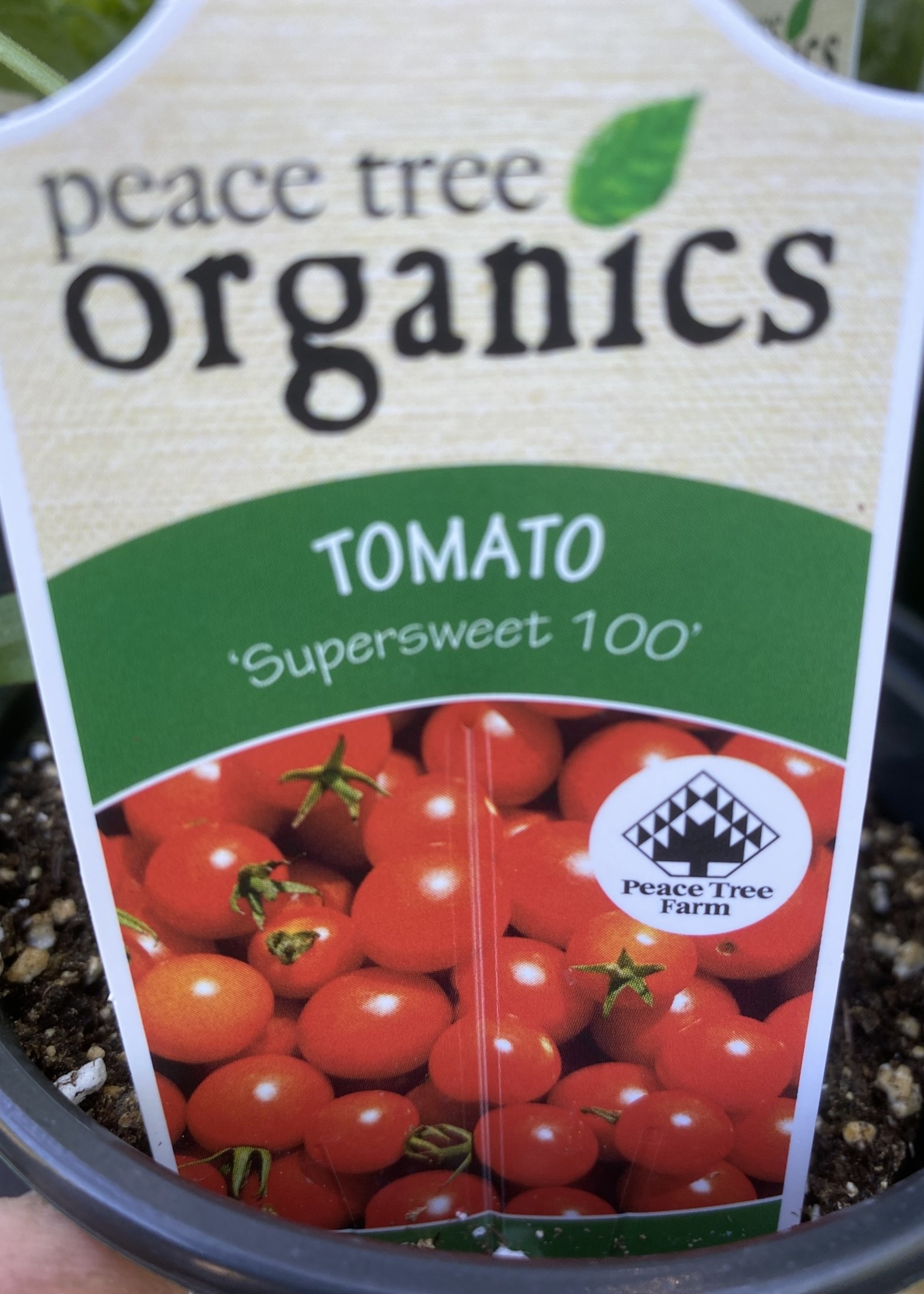 Tomato, Supersweet 100- Vegetable, organic Qt