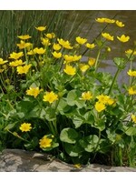 Caltha palustris, Marsh marigold #1 container