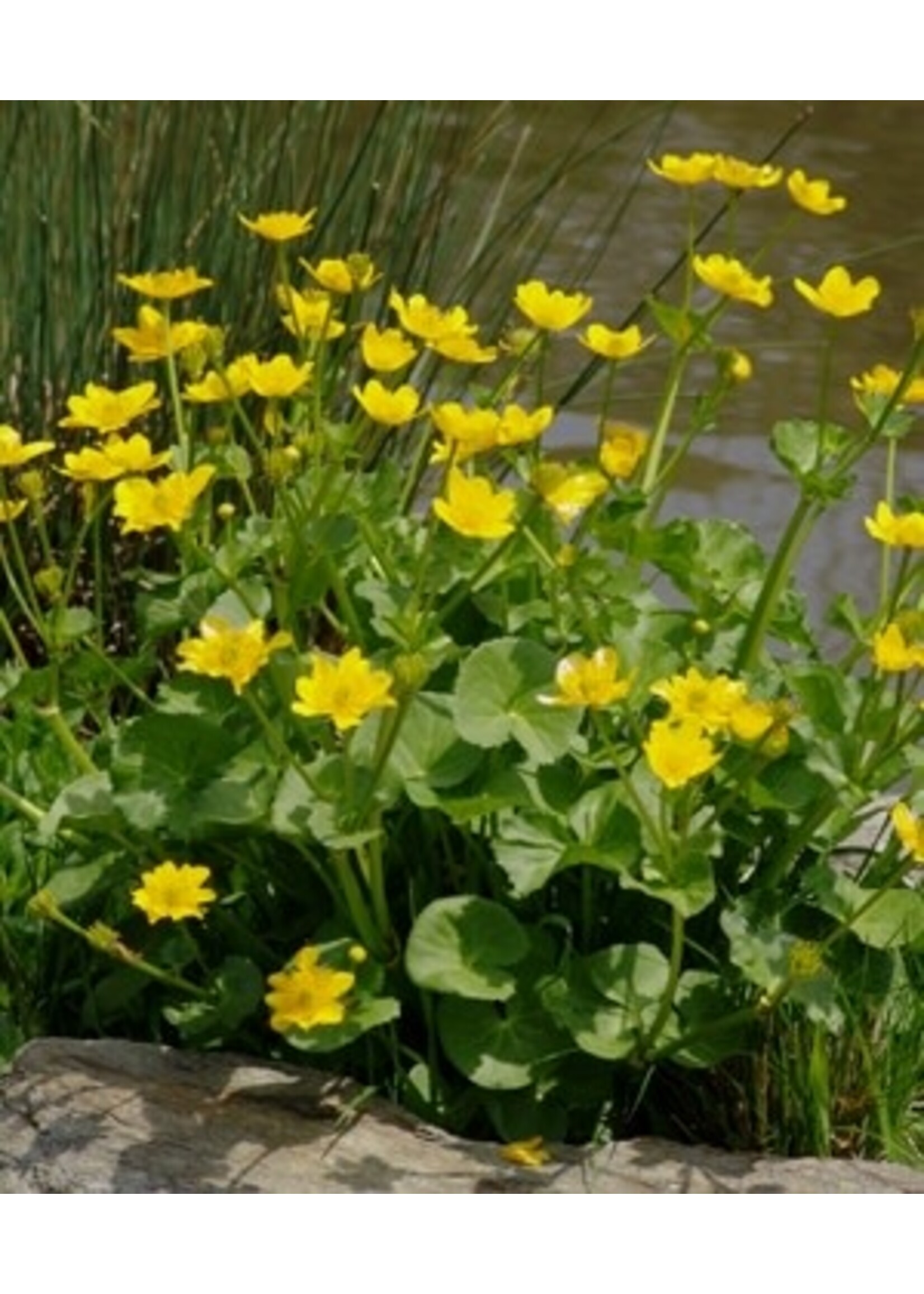 Caltha palustris, Marsh marigold #1 container