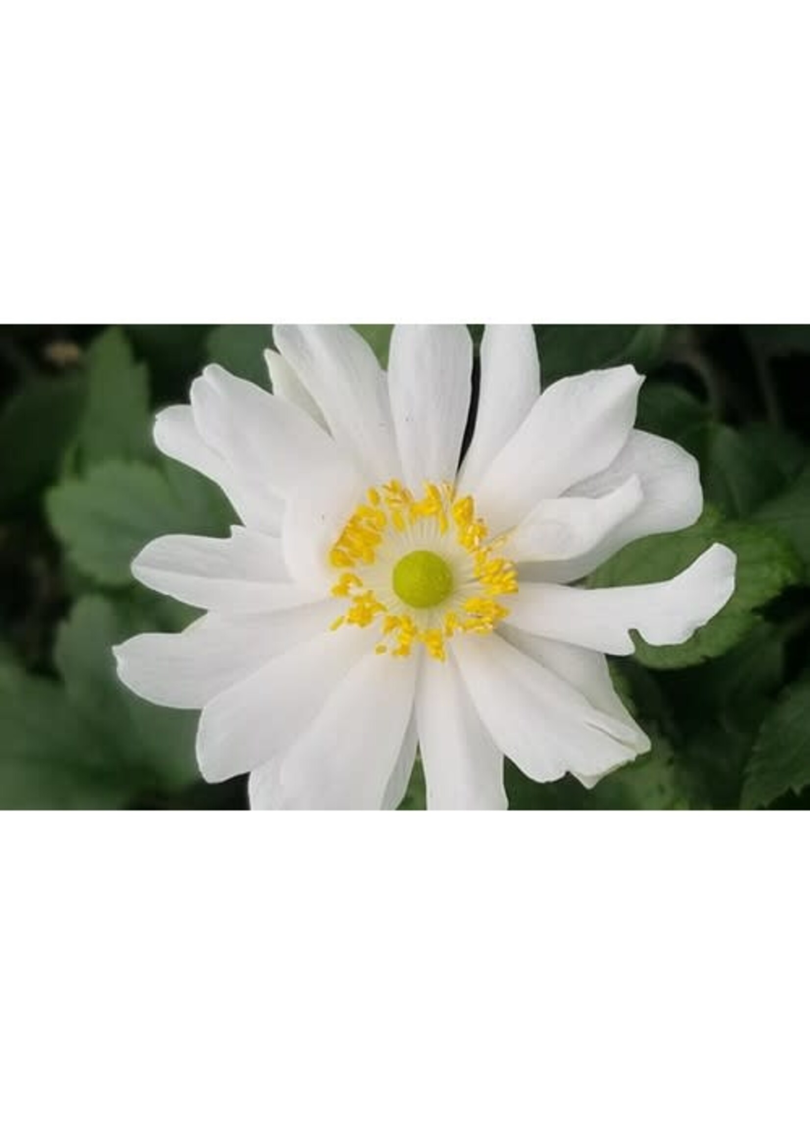 Anemone Snow Angel Anemone,  #1