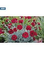 Dianthus American Cherry Pie #1