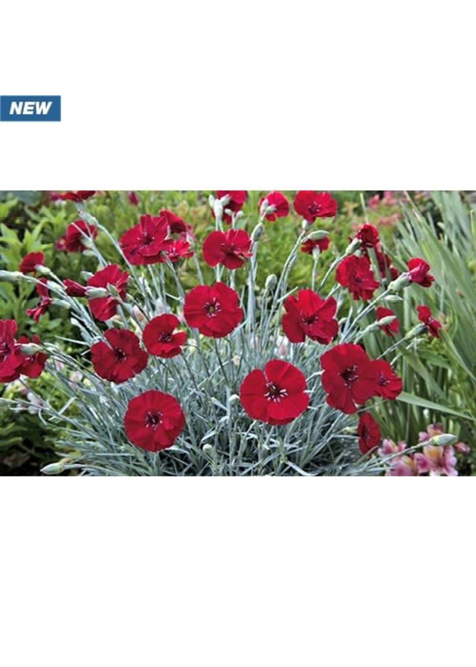Dianthus American Cherry Pie #1