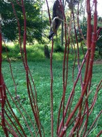 Cornus stolon. Farrow Dogwood - Red Twig, Arctic Fire, #3