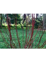 Cornus stolon. Farrow Dogwood - Red Twig, Arctic Fire, #3