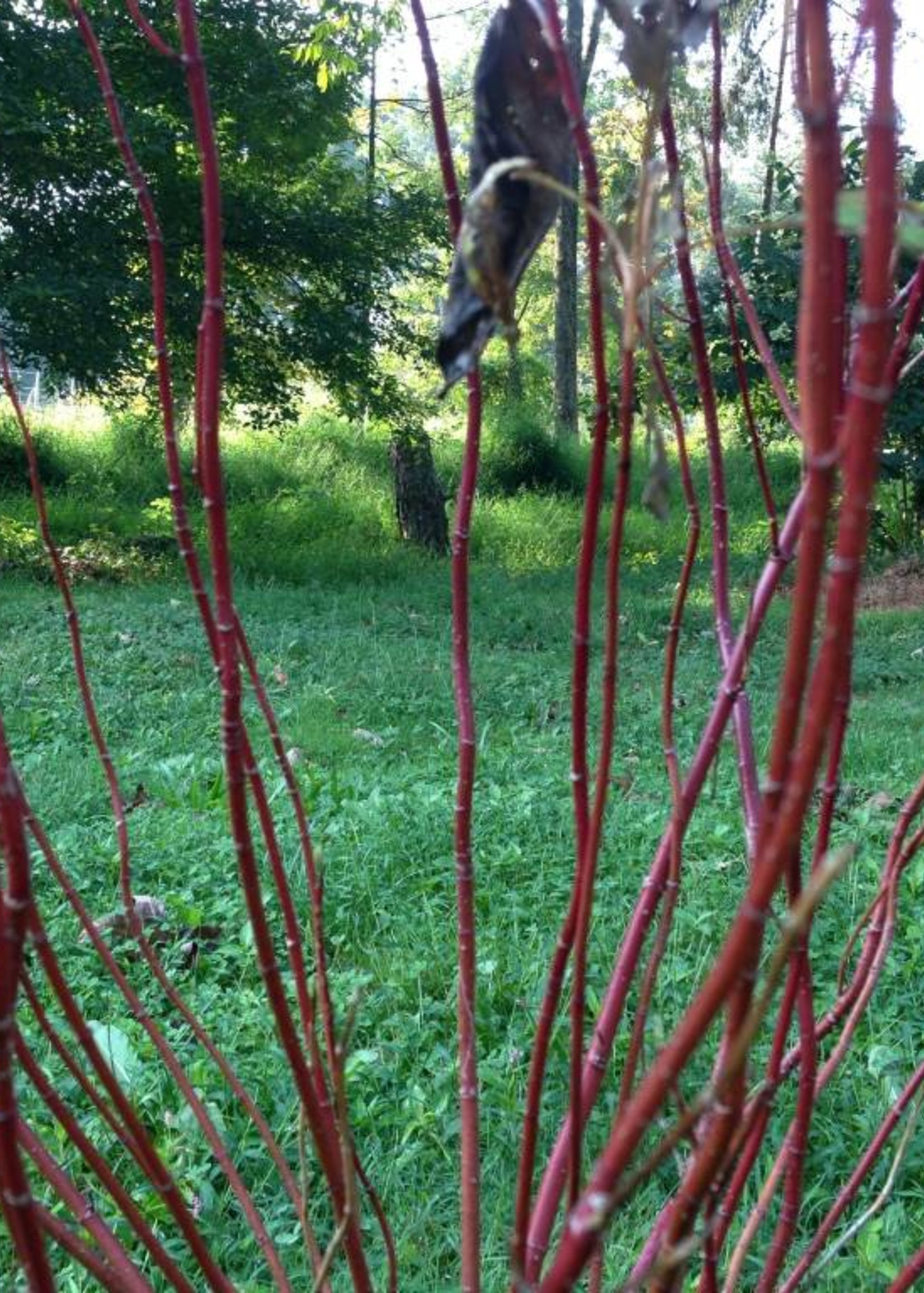 Nativar Shrub Cornus stolon. Farrow Dogwood - Red Twig, Arctic Fire, #3