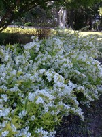 Spring Bloom Deutzia gracilis Duncan Deutzia, Chardonnay Pearls, #3