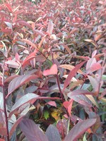 Itea virginica Henry's Garnet Sweetspire, Henry's Garnet, #3