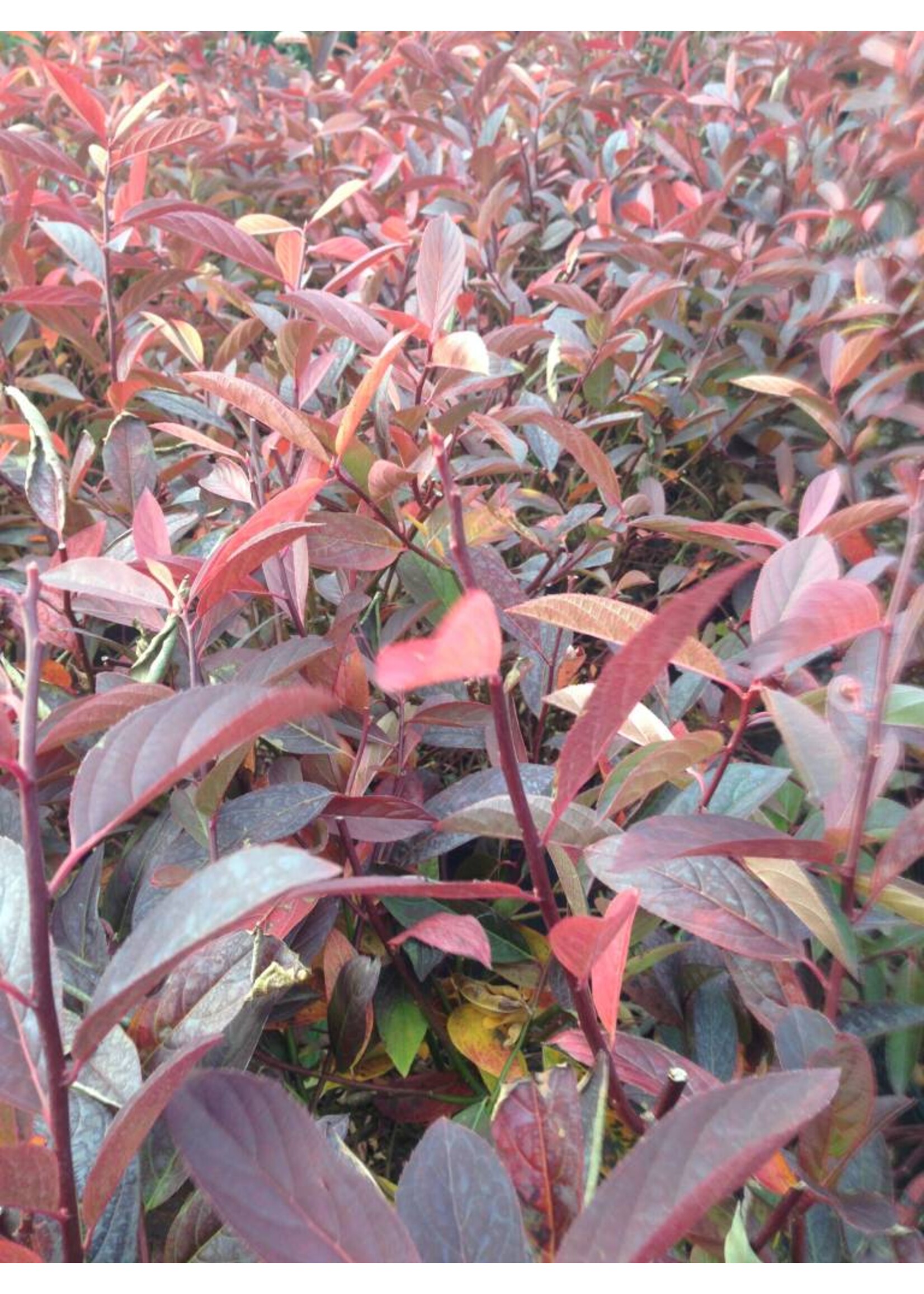 Itea virginica Henry's Garnet Sweetspire, Henry's Garnet, #3