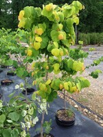 Cercis can. Hearts of Gold Redbud - Hearts of Gold, #15
