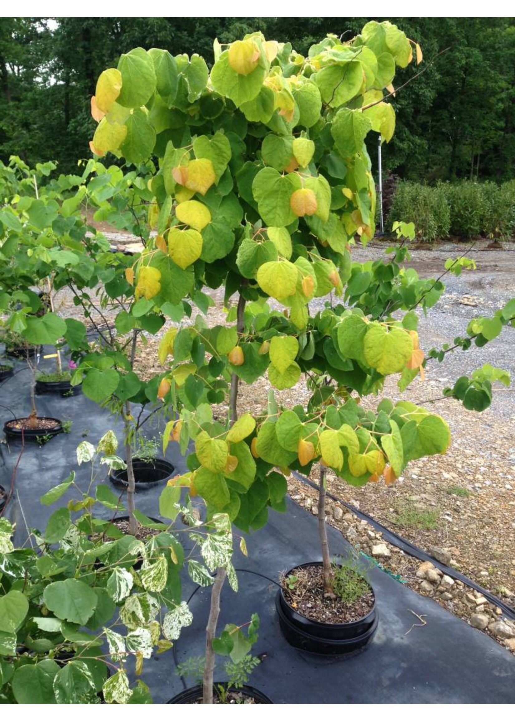 Cercis can. Hearts of Gold Redbud - Hearts of Gold, #15