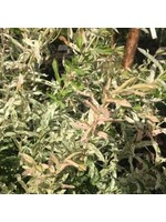 Salix int. Hakuro Nishiki, Dappled Willow #3