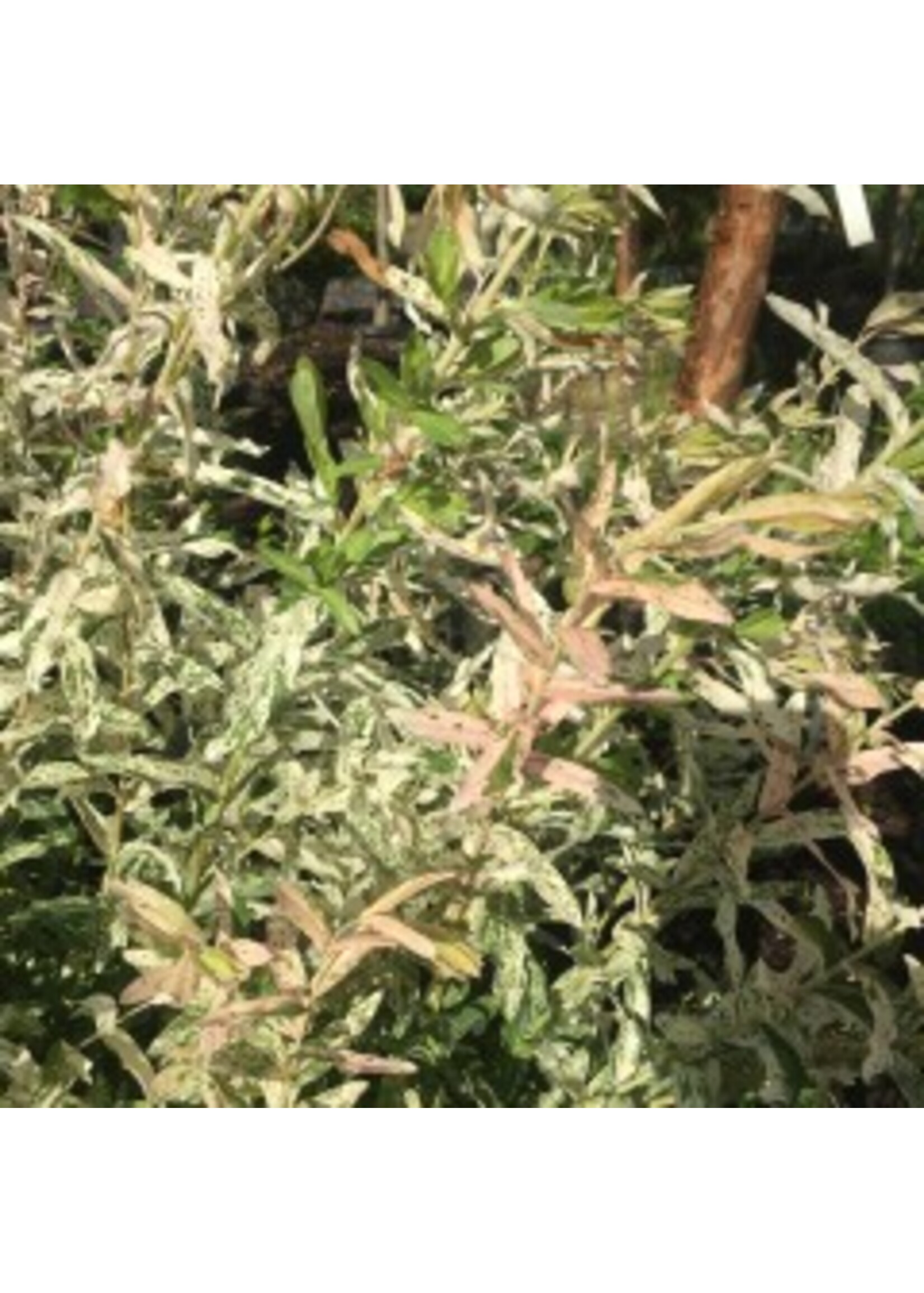 Rain Garden Salix int. Hakuro Nishiki, Dappled Willow #3