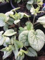 Brunnera mac. Jack Frost Brunnera, Jack Frost, #1