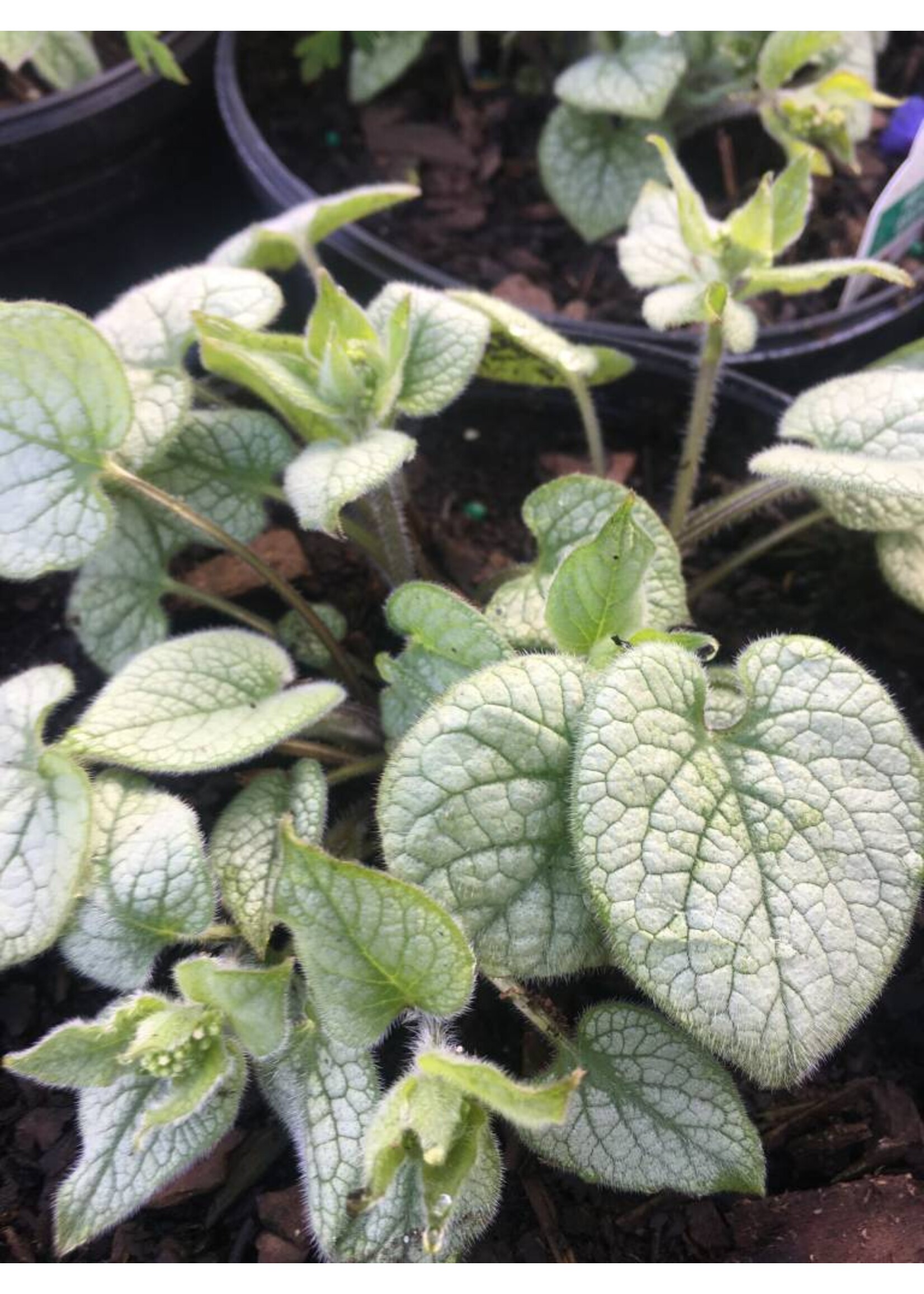 Brunnera mac. Jack Frost Brunnera, Jack Frost, #1