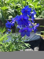 Delphinium  Dwarf Blue Butterfly, Larkspur #1