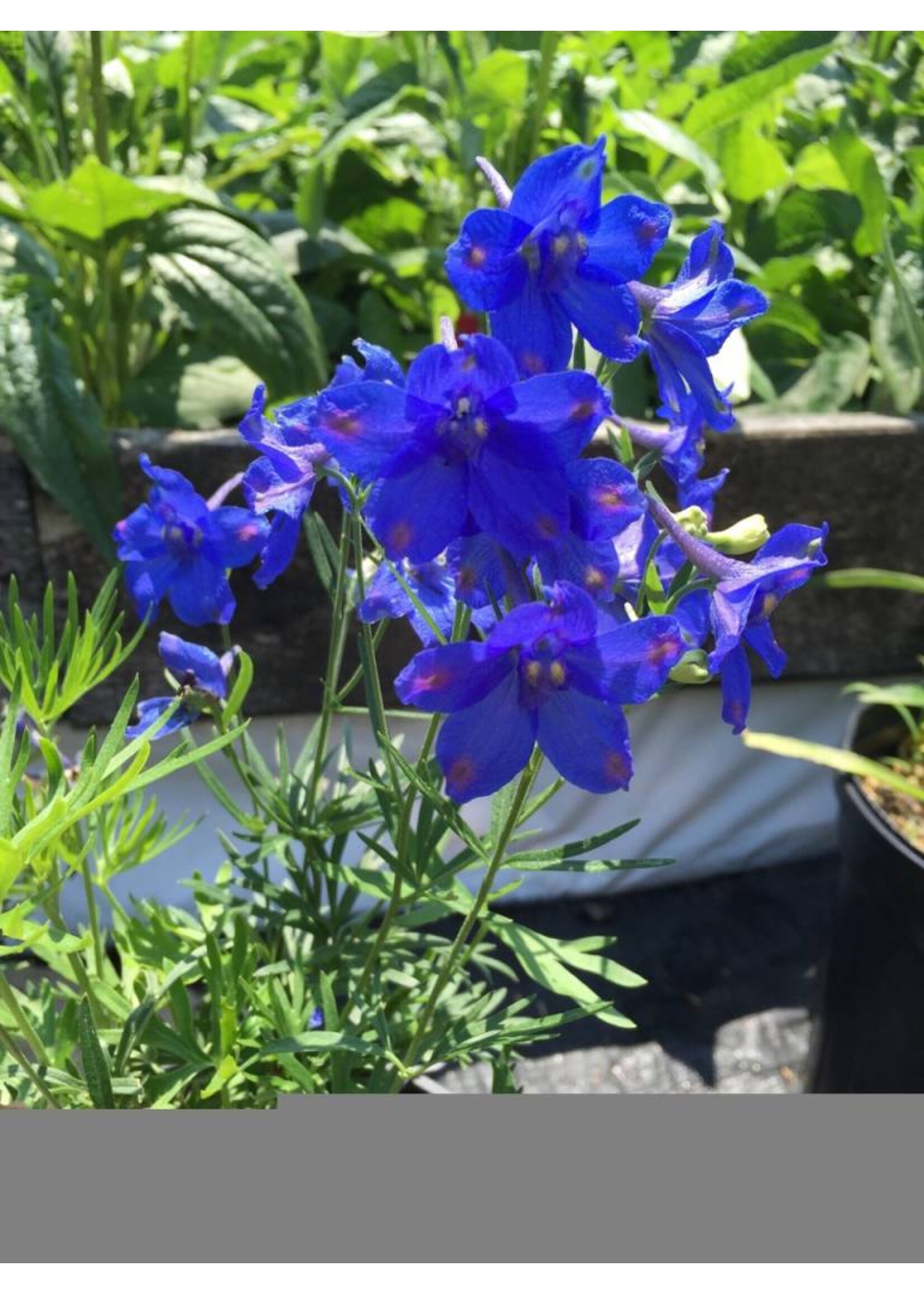 Delphinium Dwarf Blue Butterfly, Larkspur #1