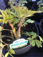 DICENTRA GOLD HEART, Gold Bleeding heart #1